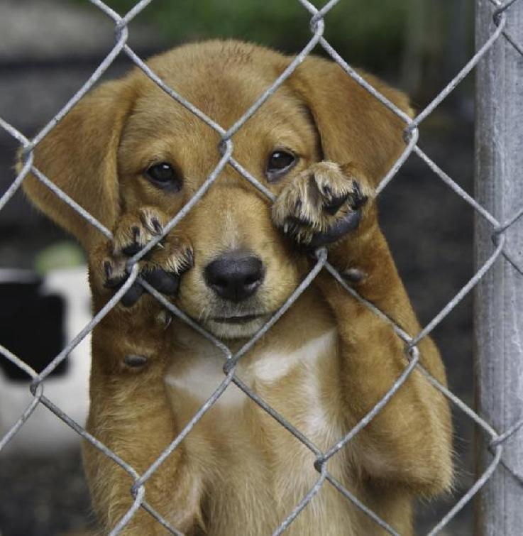 Jorge Frederico defende que o Estado precisa proteger os animais e punir aqueles que os agridem