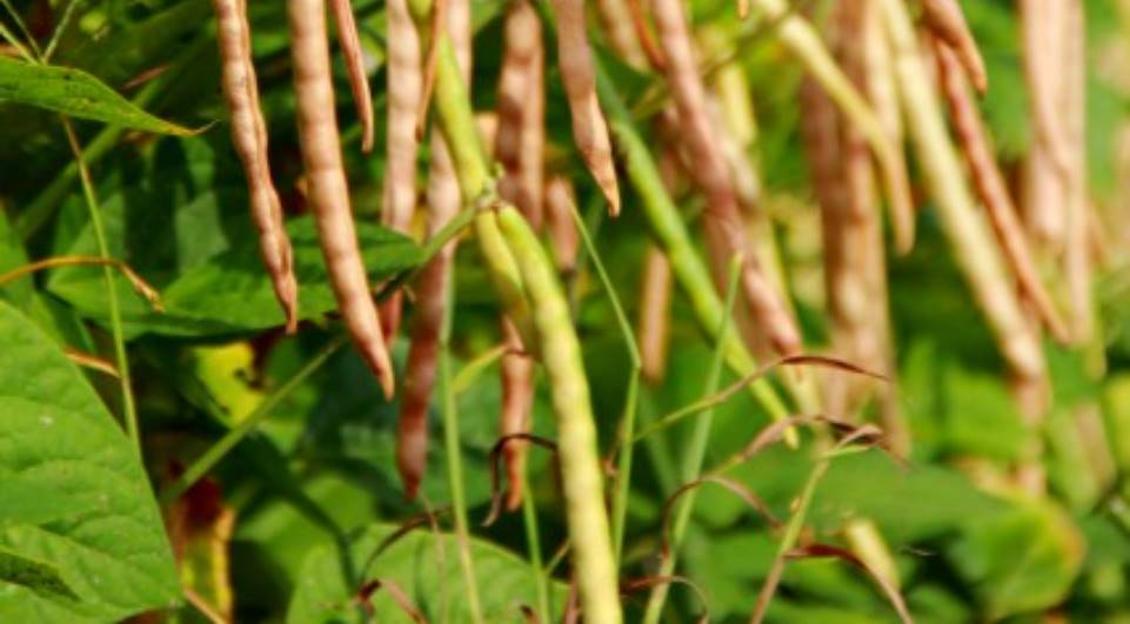 O Tocantins é um grande produtor do feijão caupi no período da safrinha O Tocantins é um grande produtor do feijão caupi no período da safrinha