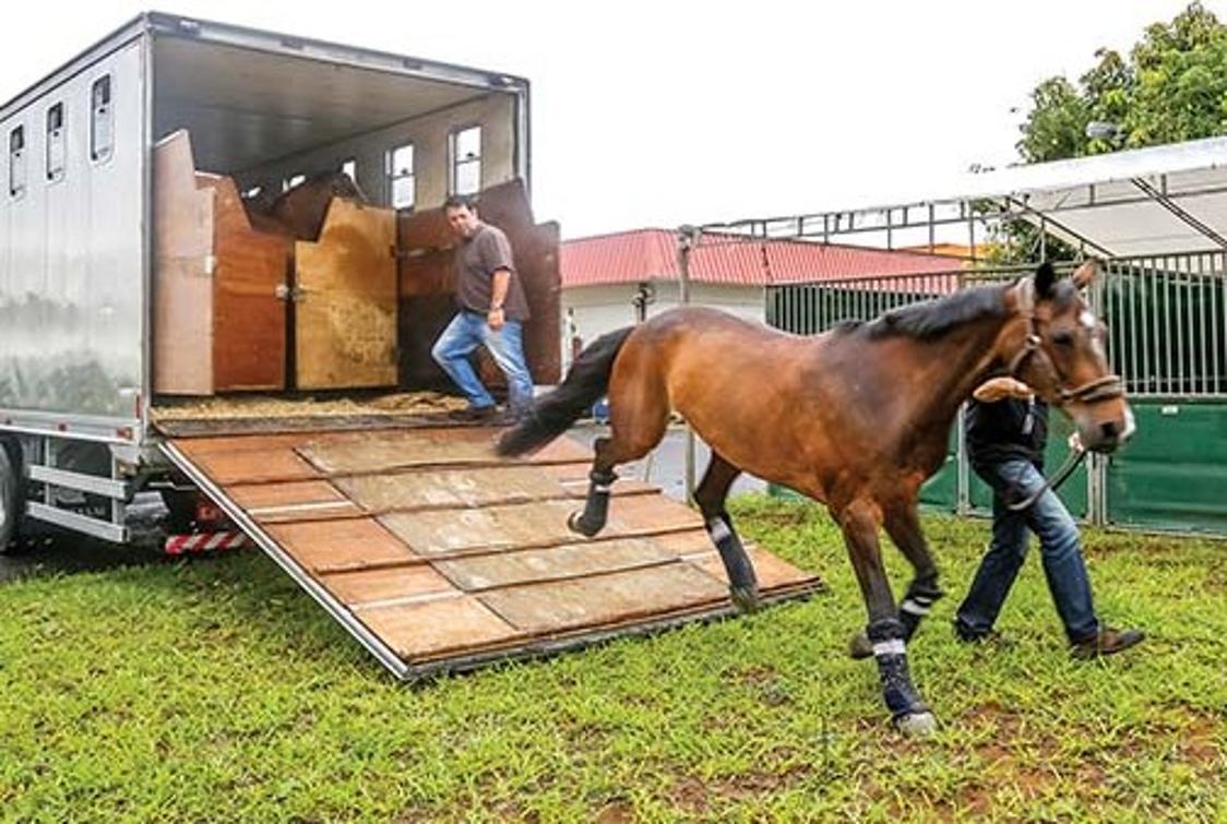 O Passaporte Equestre deve se tornar um documento padronizado e único para transporte de animais no 